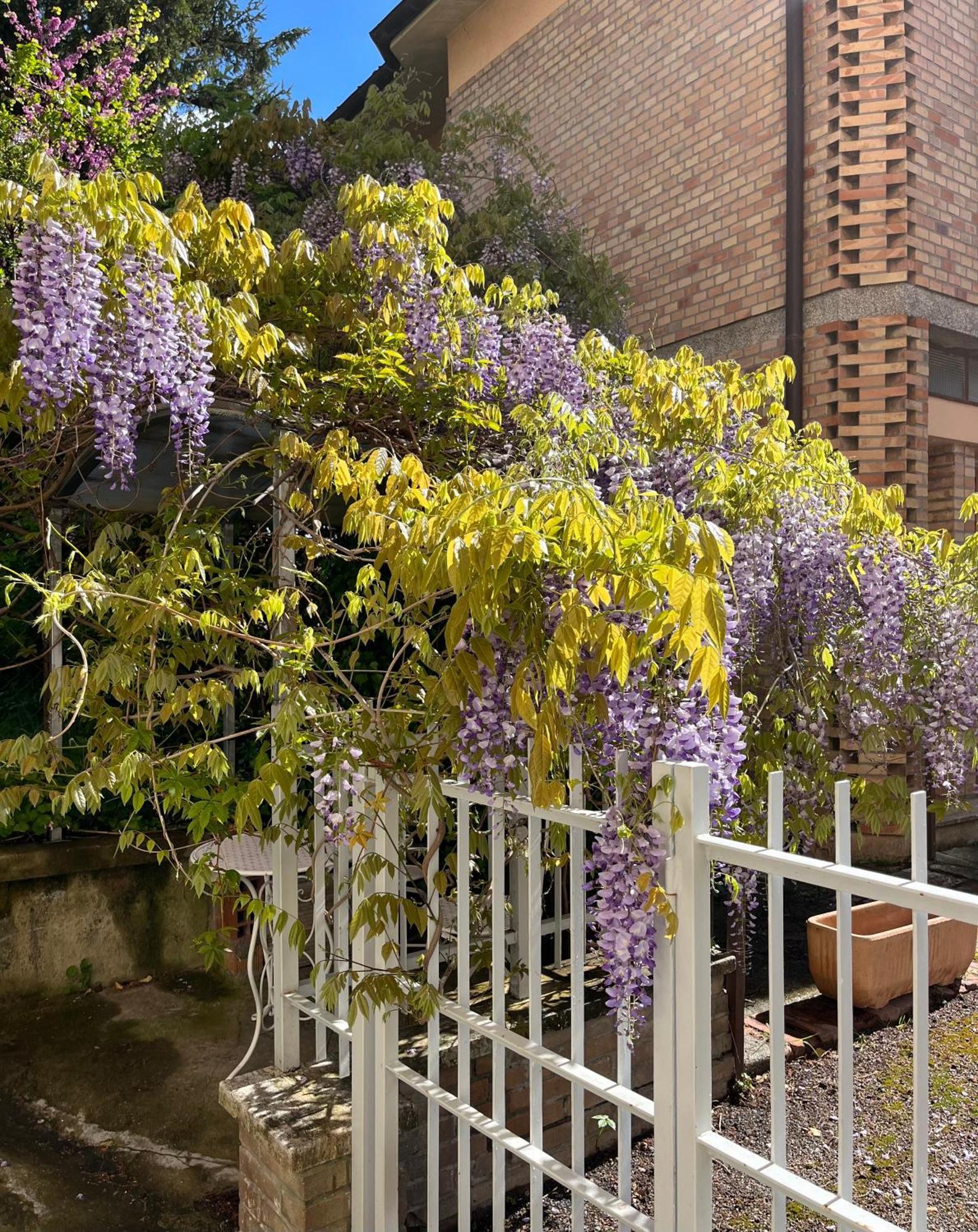 Il Glicine - Monolocale A Due Passi Dal Centro Villa Urbino Ngoại thất bức ảnh